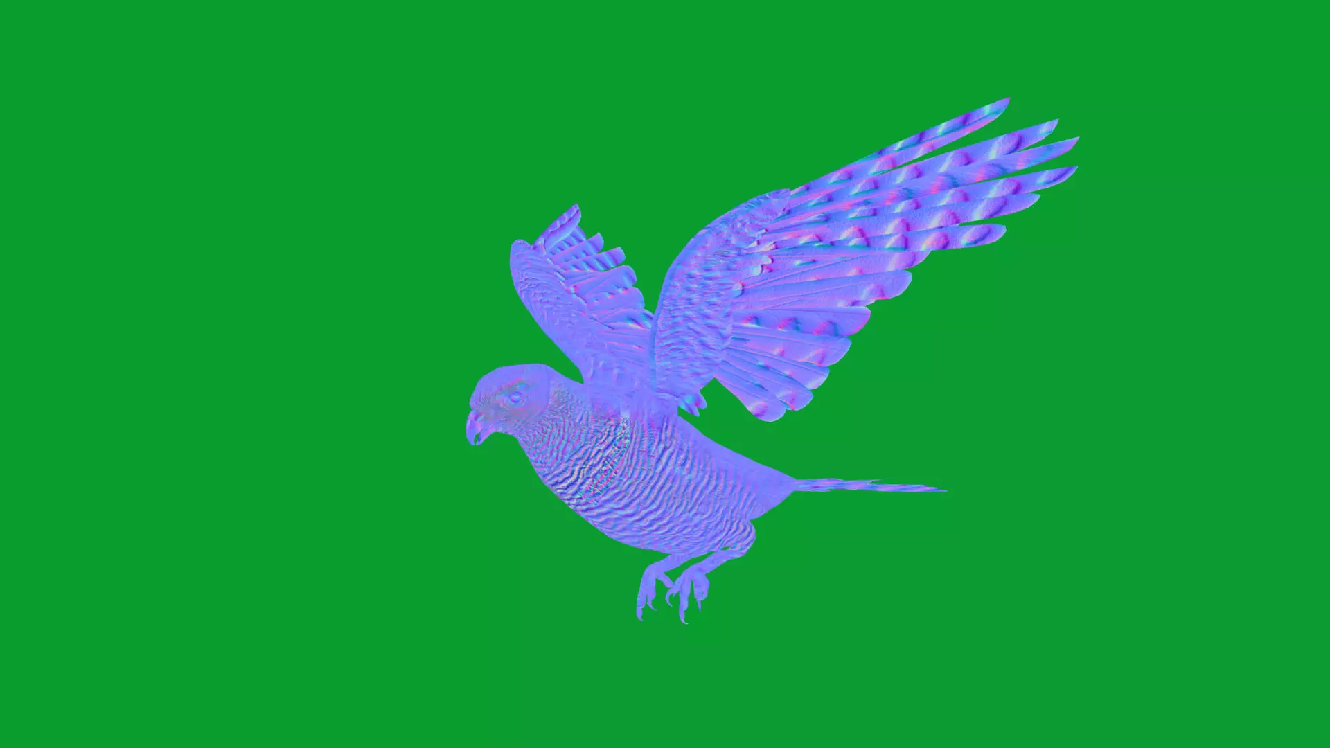 Eurasian Goshawk Bird Low-poly 3D model_44