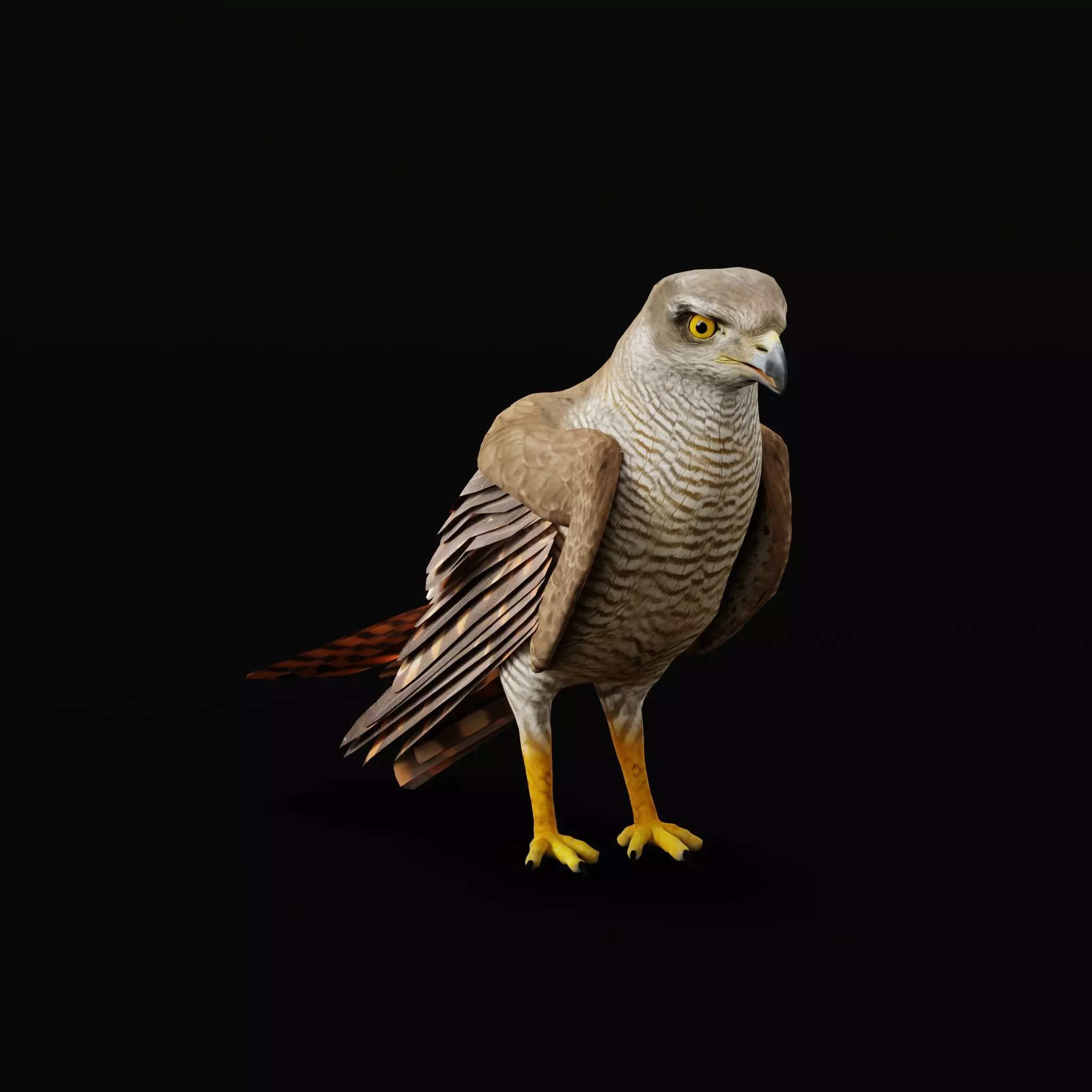 Eurasian Goshawk Bird Low-poly 3D model_13