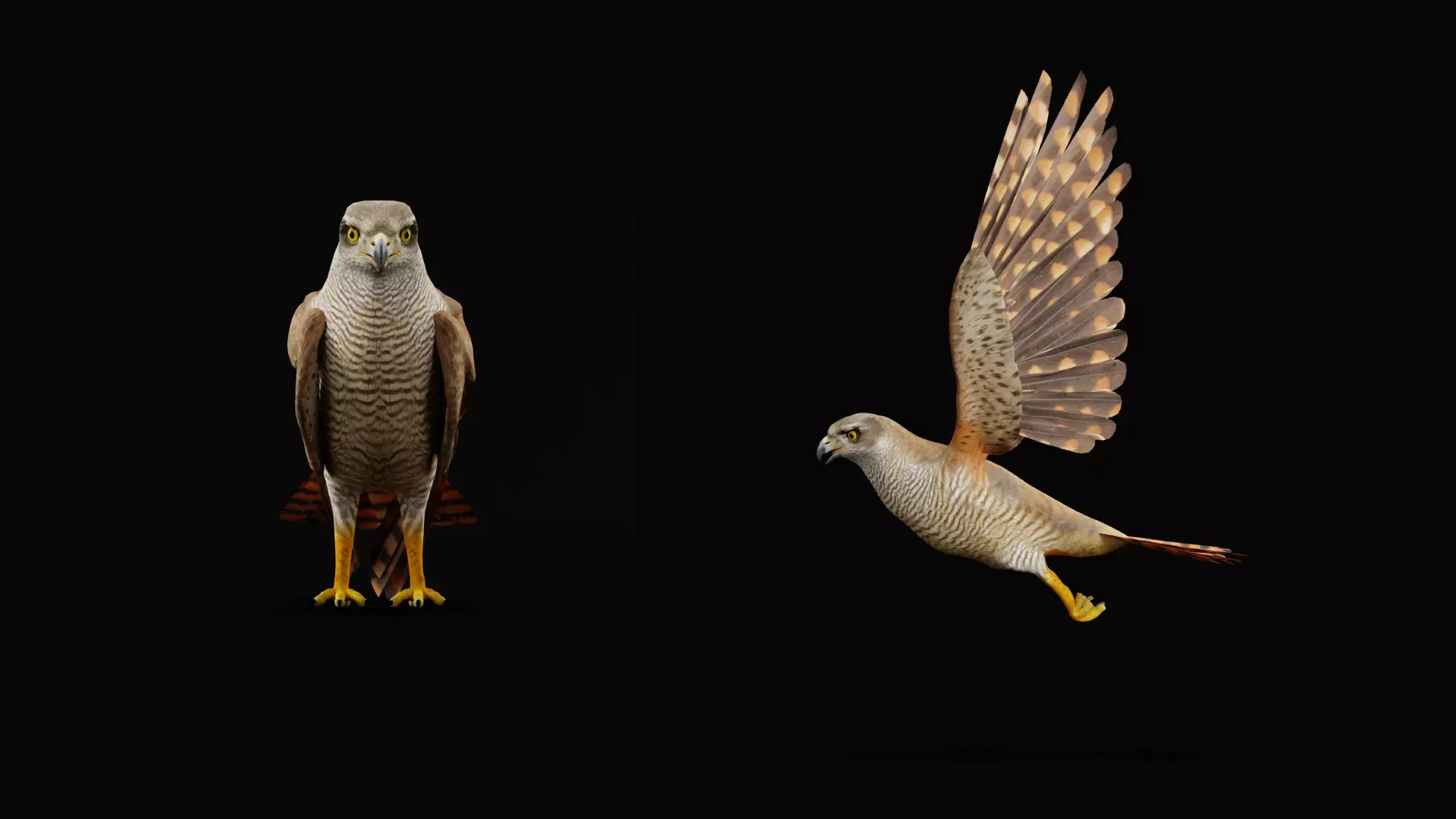 Eurasian Goshawk Bird Low-poly 3D model_34
