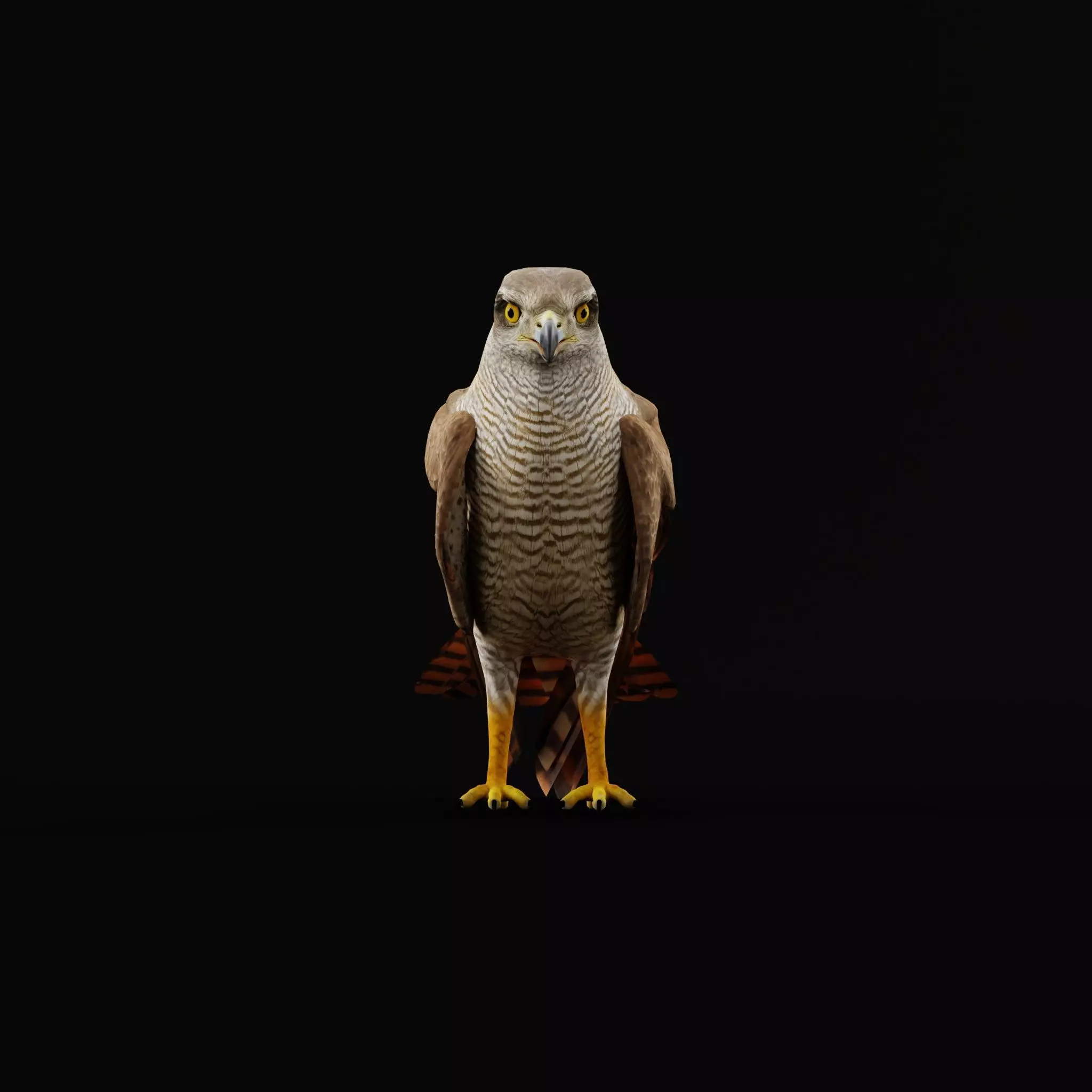 Eurasian Goshawk Bird Low-poly 3D model_12