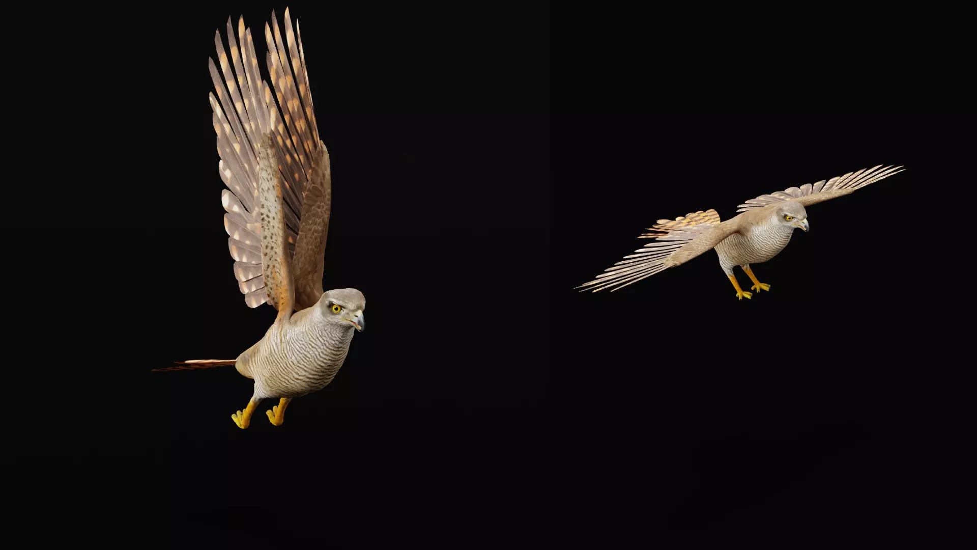 Eurasian Goshawk Bird Low-poly 3D model_37