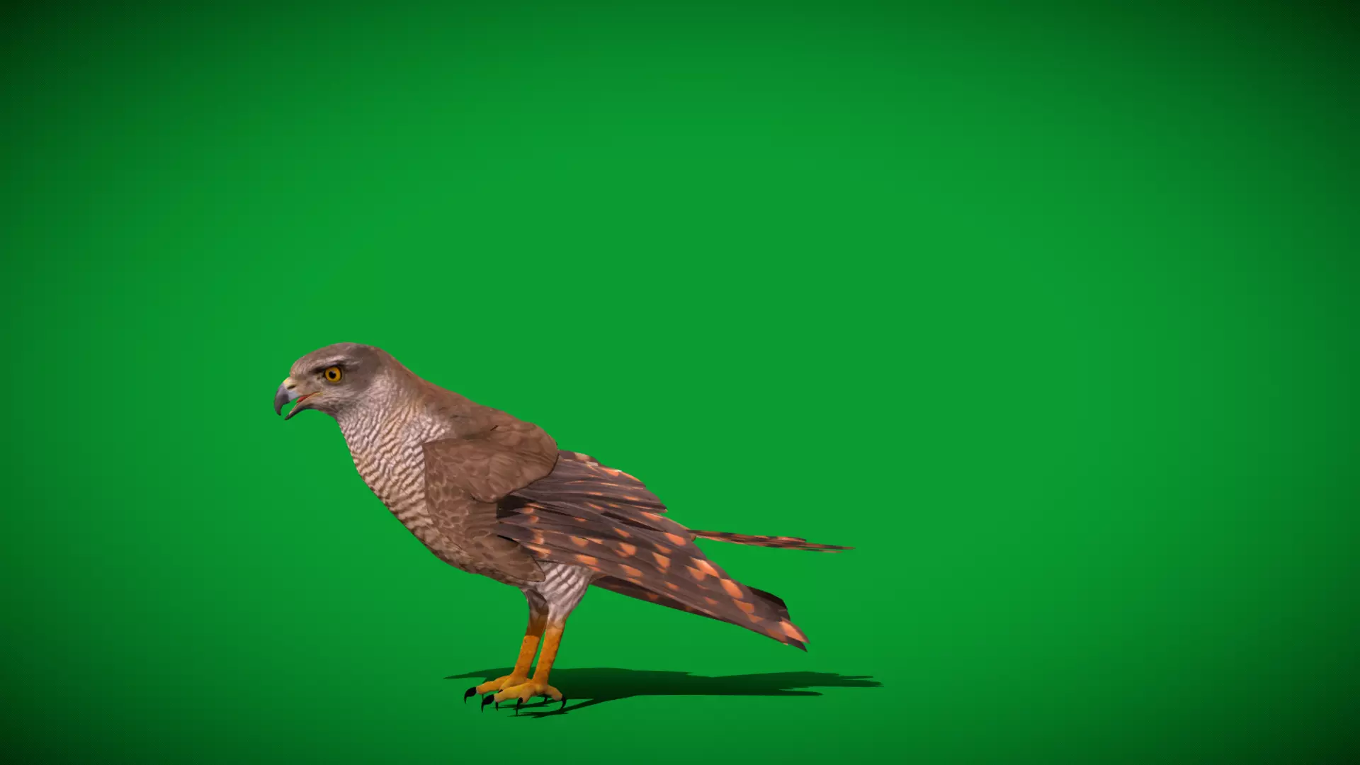 Eurasian Goshawk Bird Low-poly 3D model_48