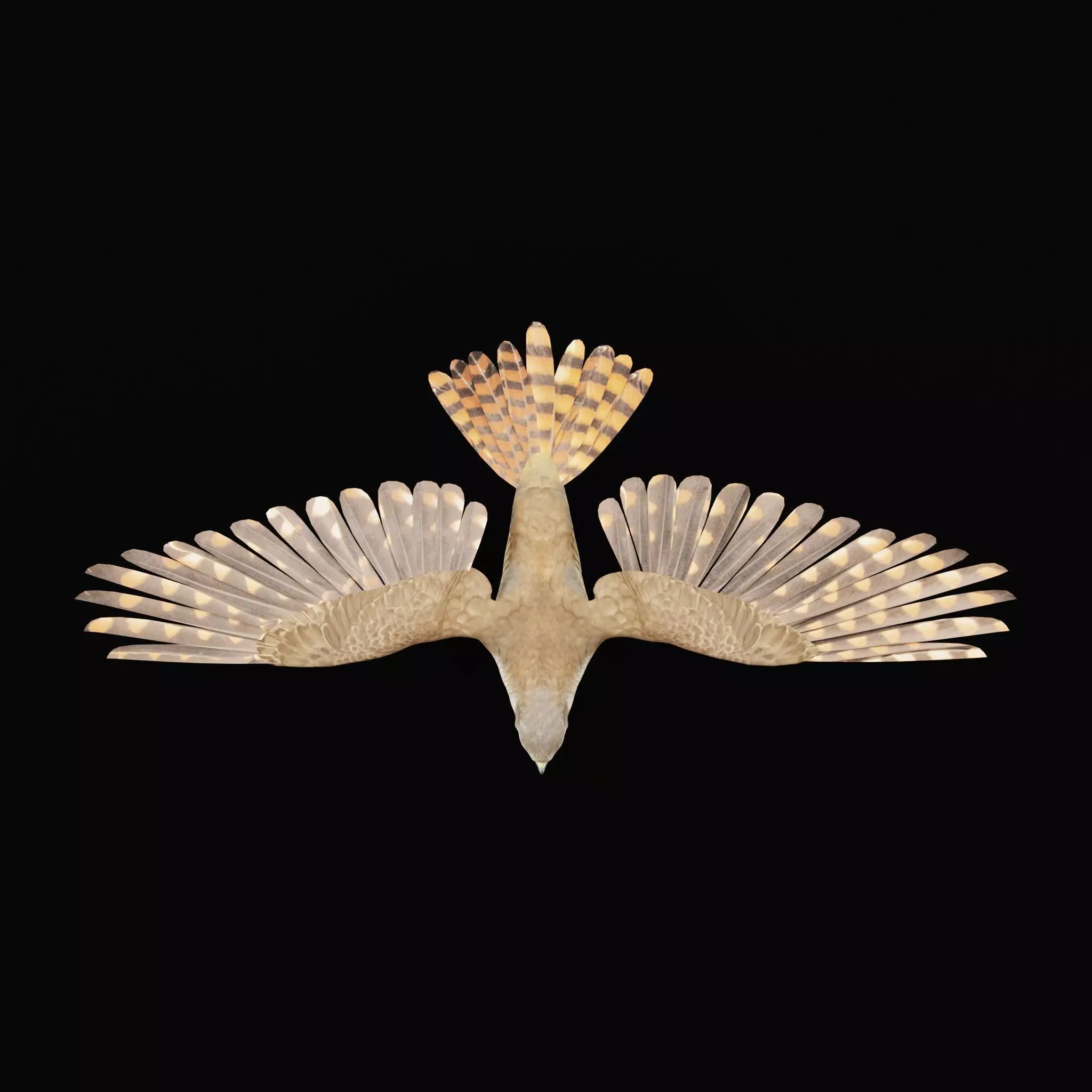 Eurasian Goshawk Bird Low-poly 3D model_16