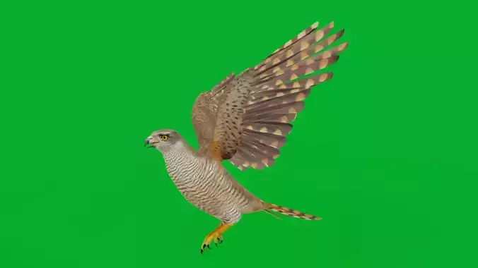 Eurasian Goshawk Bird