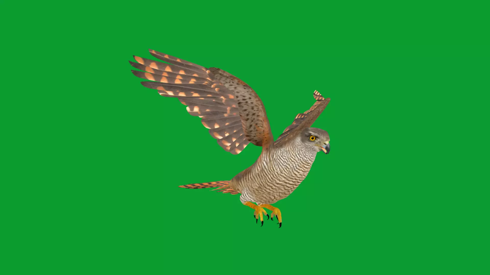 Eurasian Goshawk Bird Low-poly 3D model_42