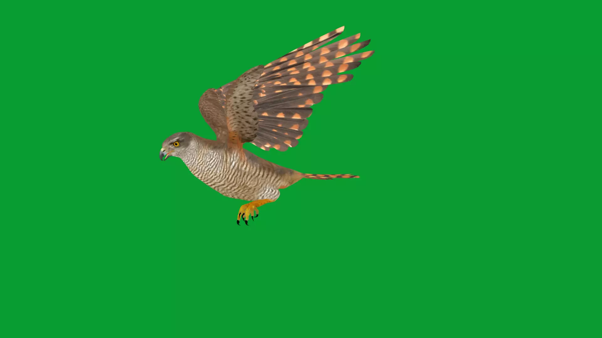 Eurasian Goshawk Bird Low-poly 3D model_40
