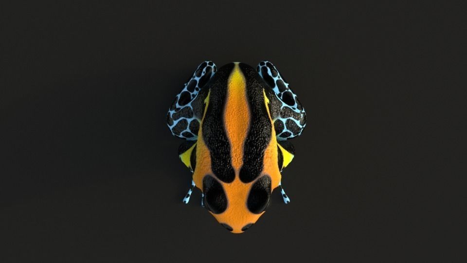 Poisonous Dart Frog Low-poly 3D model_1