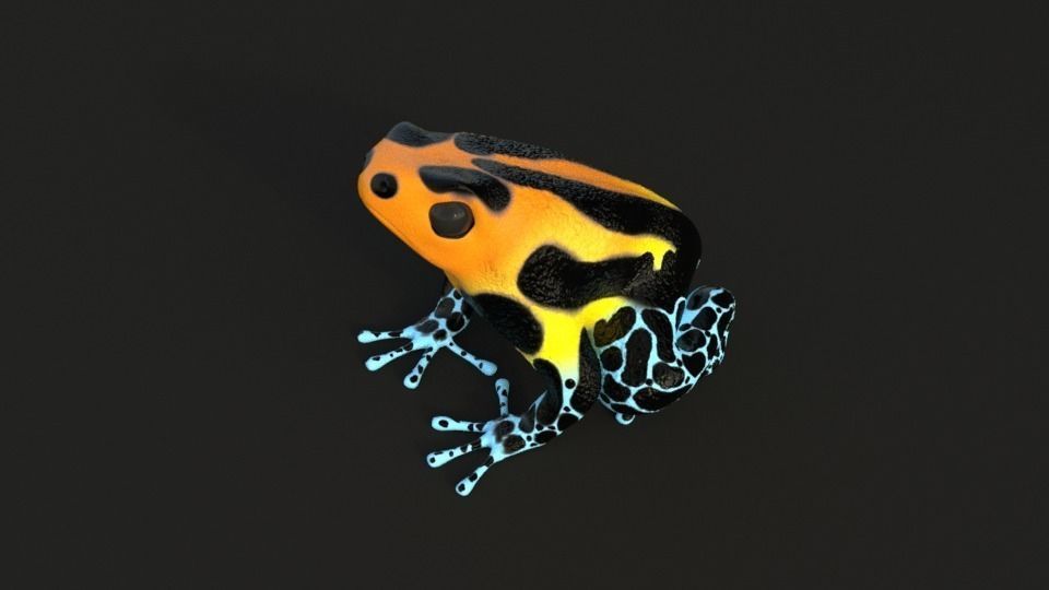 Poisonous Dart Frog