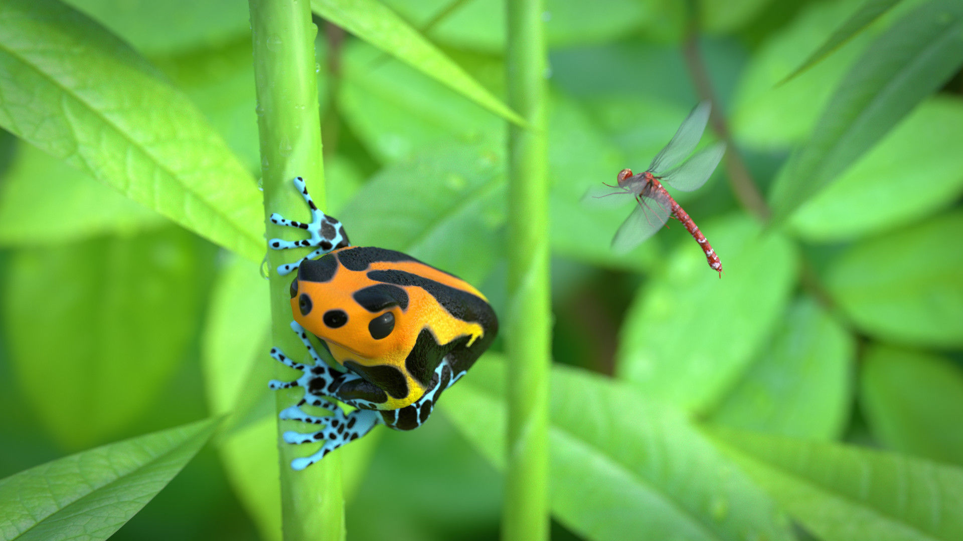 Poisonous Dart Frog Low-poly 3D model_4
