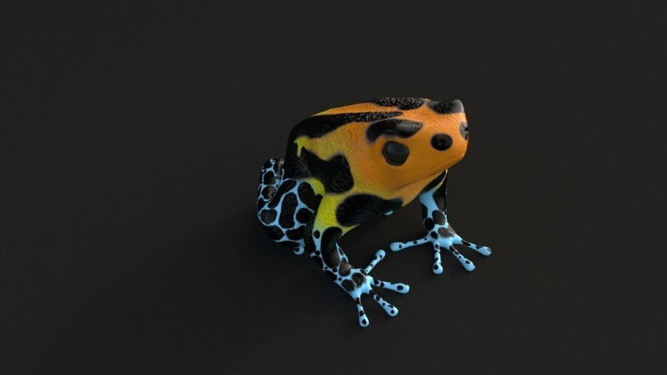 Poisonous Dart Frog Low-poly 3D model_2