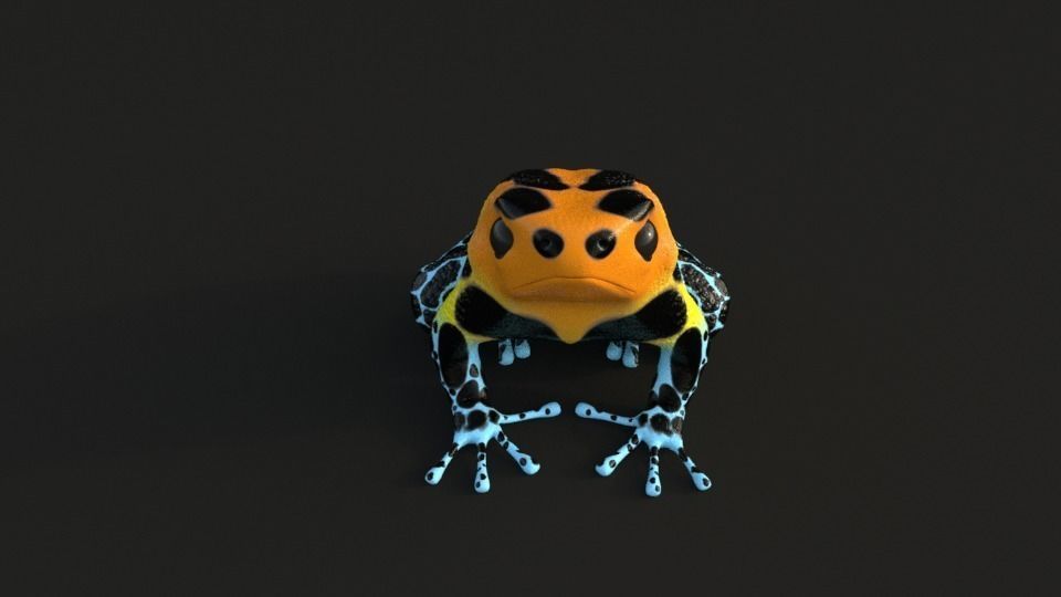 Poisonous Dart Frog Low-poly 3D model_3