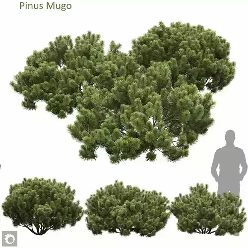 Pinus Mugo 15