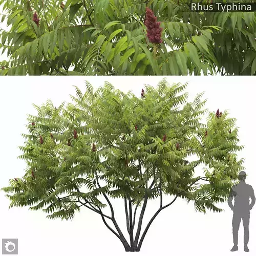 Rhus Tuphina 01