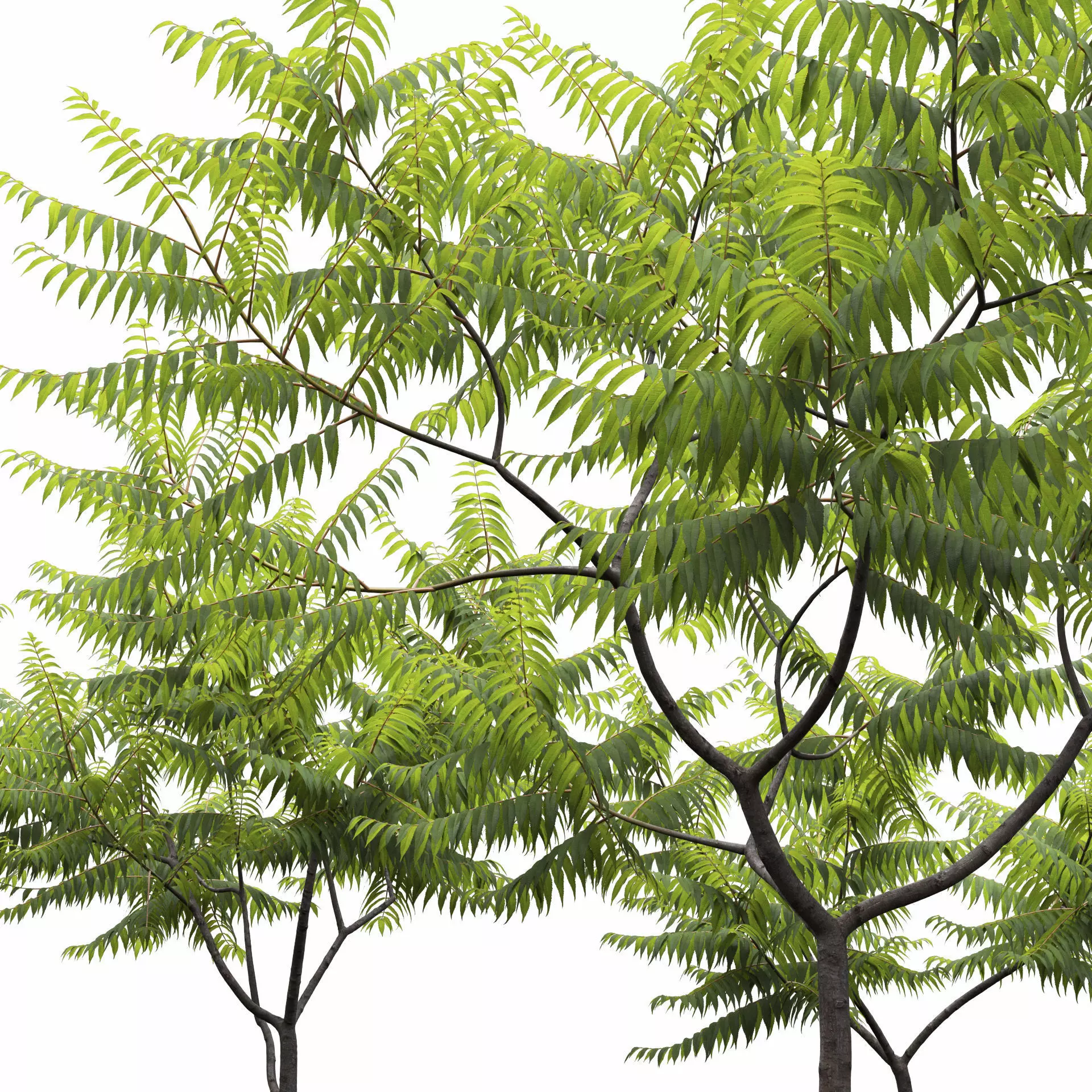 Rhus Typhina 02 3D model_1