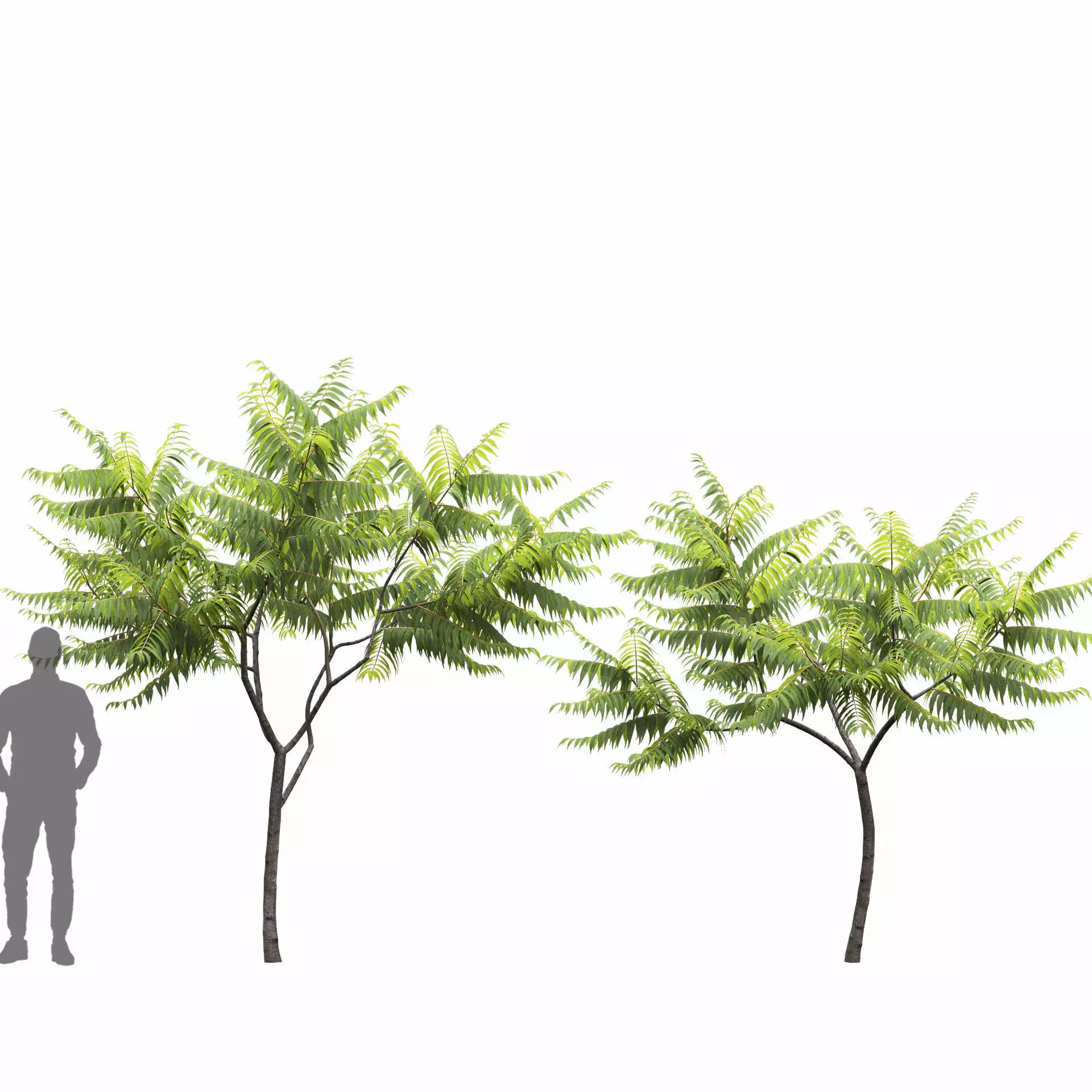 Rhus Typhina 02 3D model_5