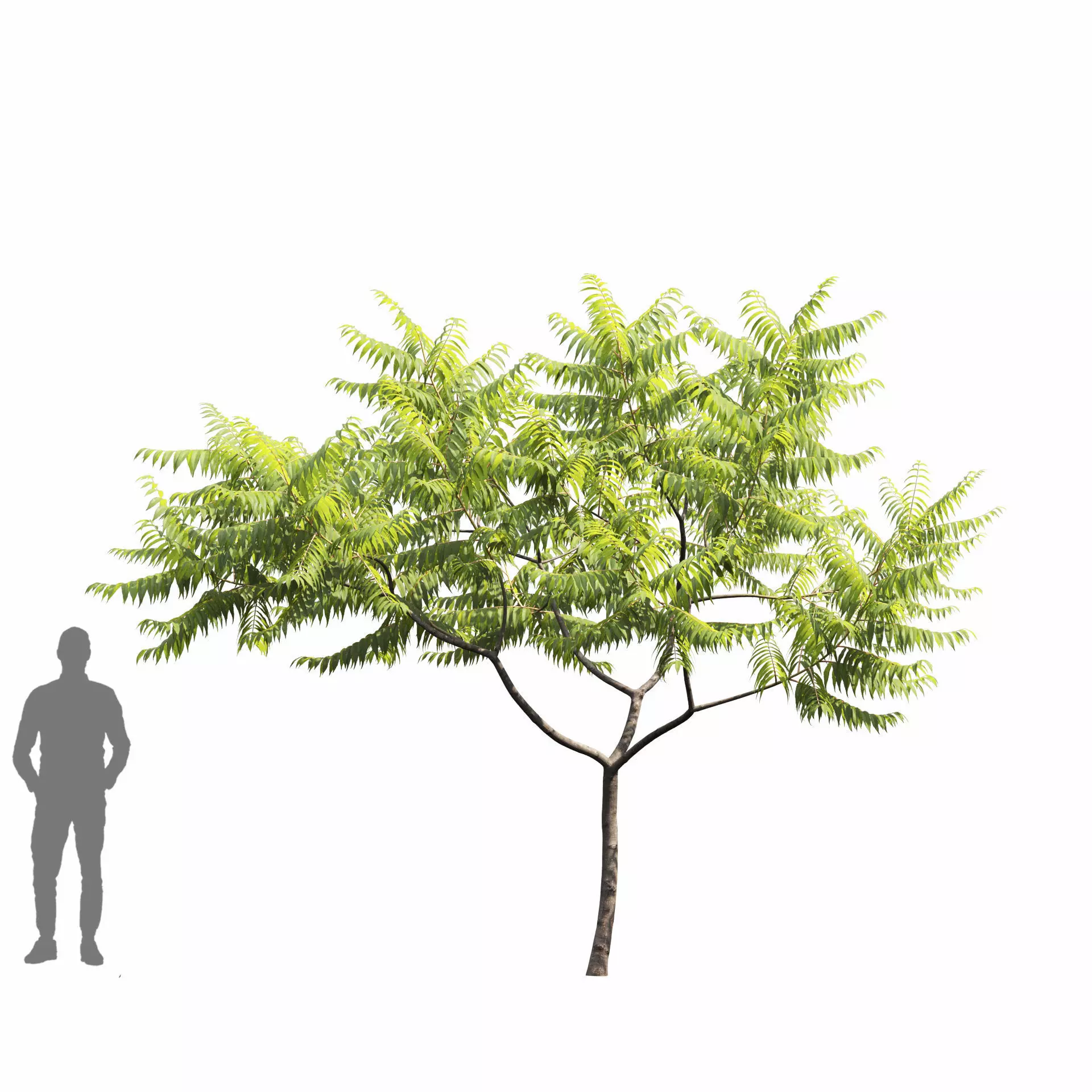 Rhus Typhina 02 3D model_6