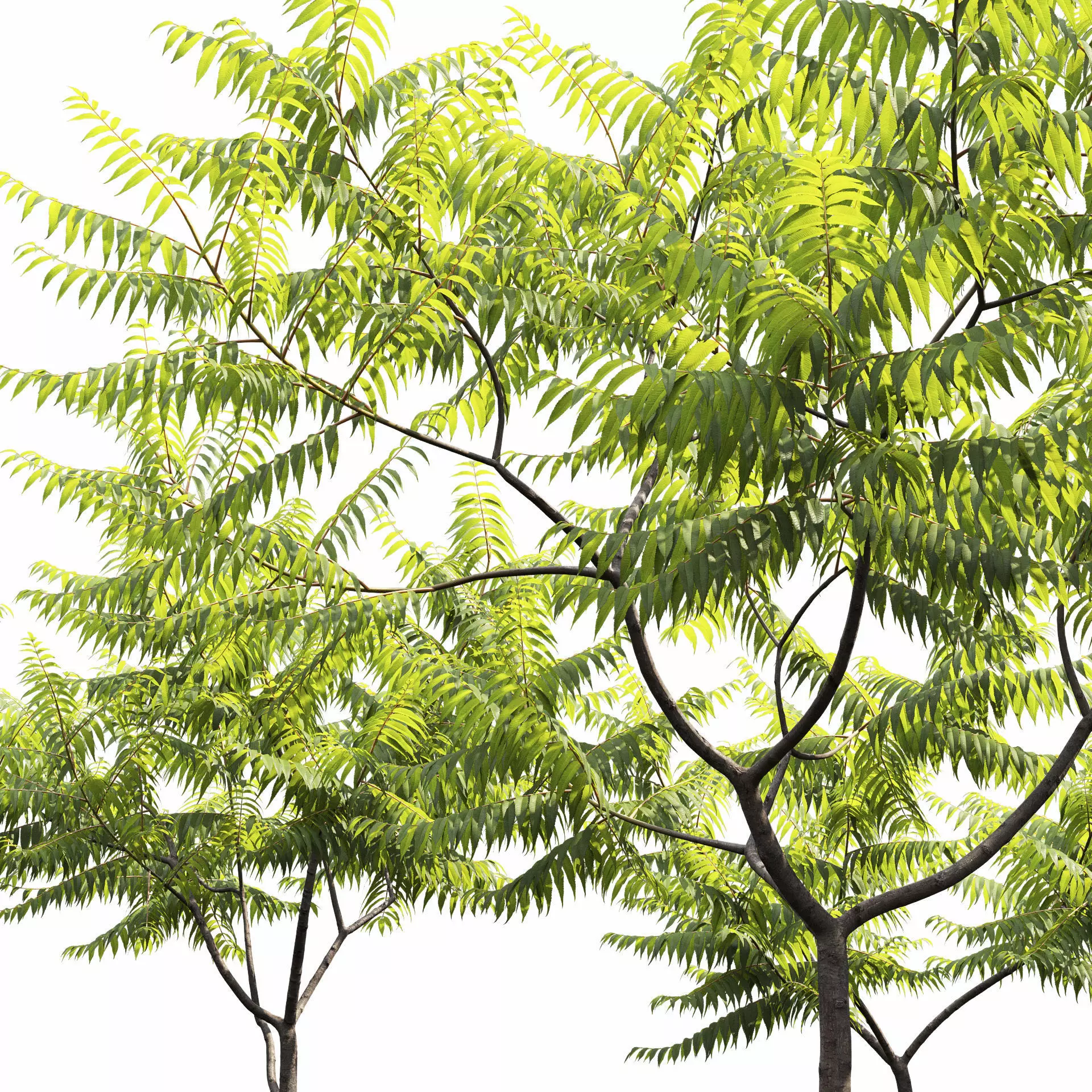 Rhus Typhina 02 3D model_11