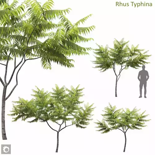 Rhus Typhina 02