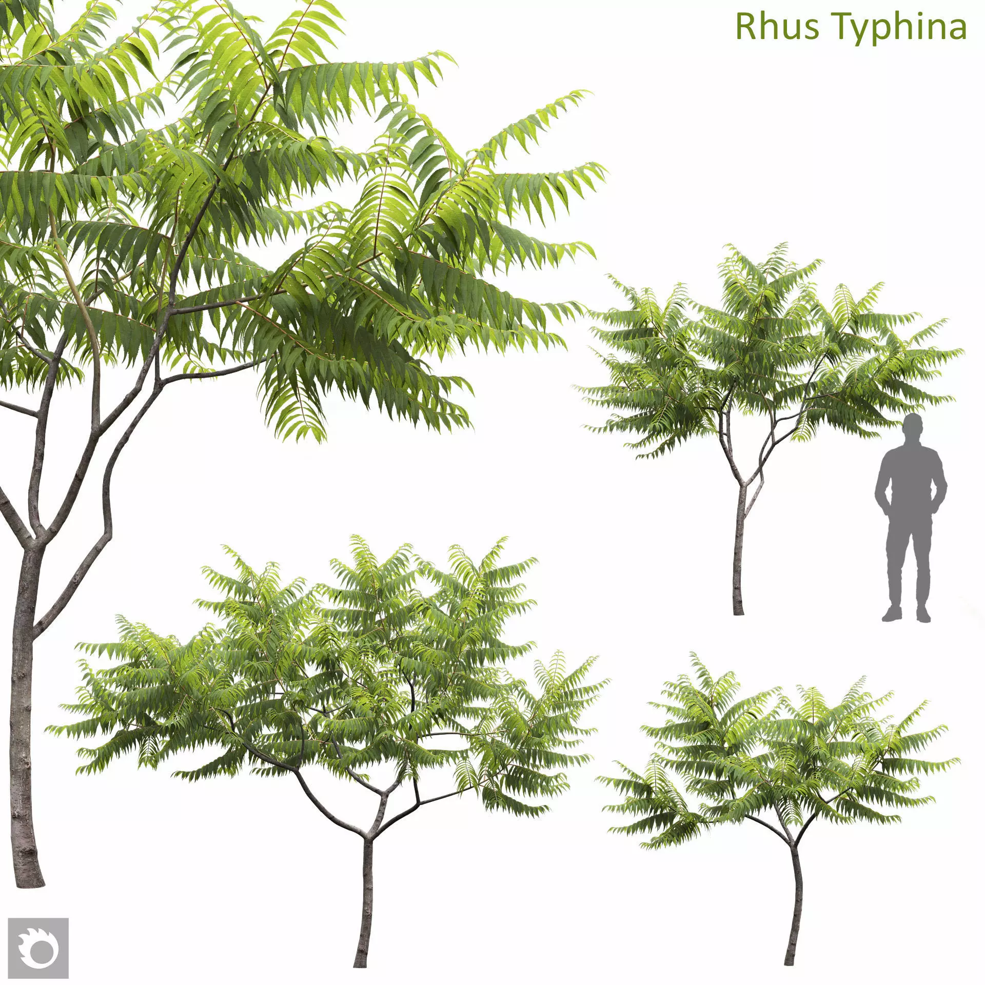 Rhus Typhina 02 3D model_0