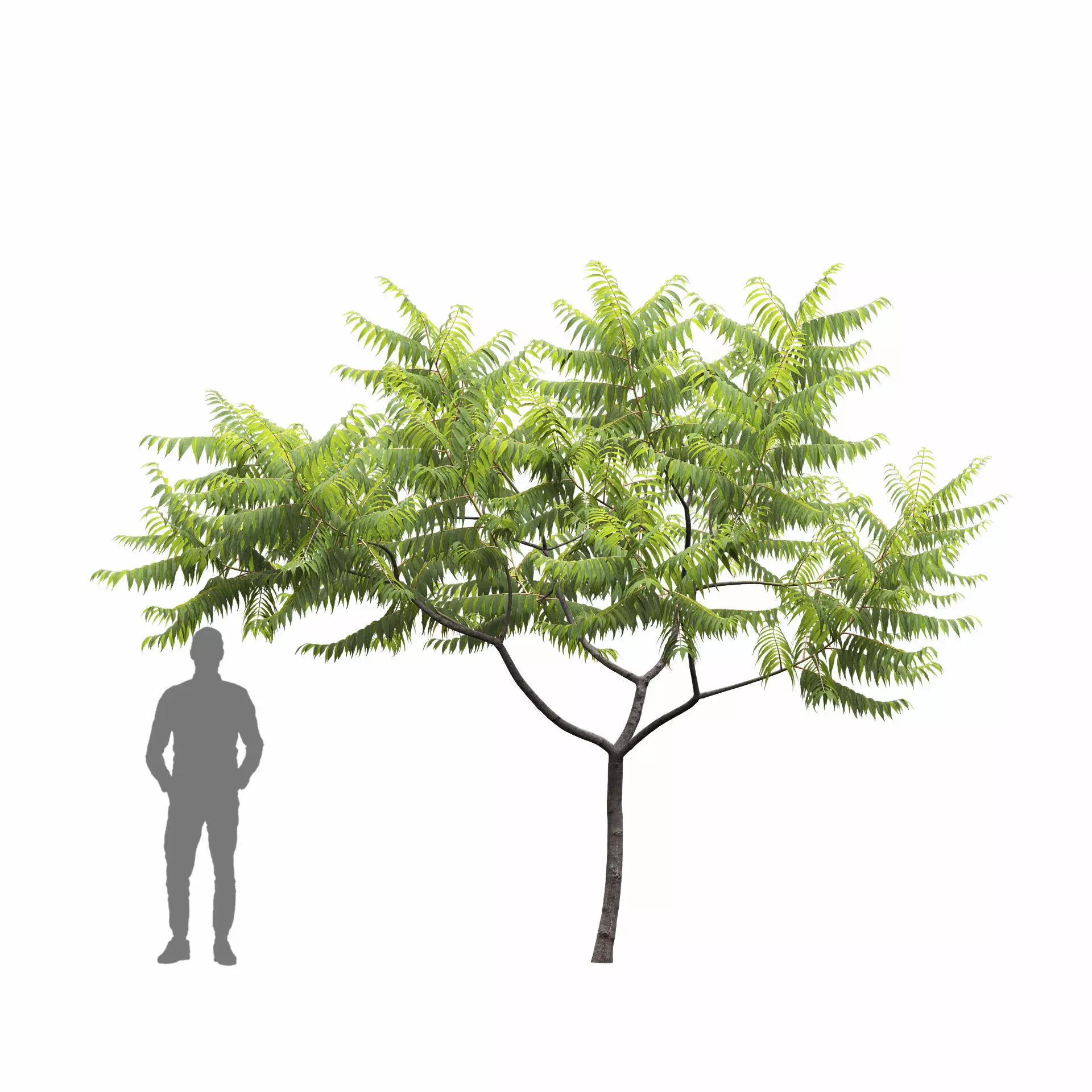 Rhus Typhina 02 3D model_4