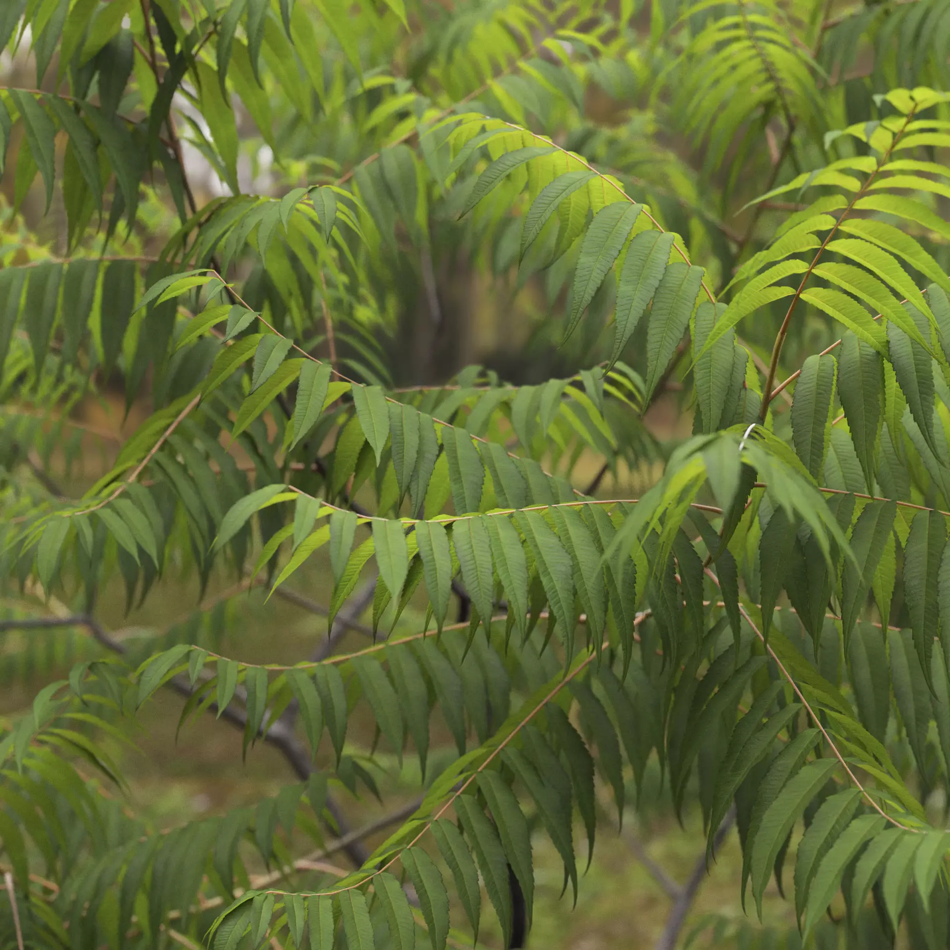 Rhus Typhina 02 3D model_9