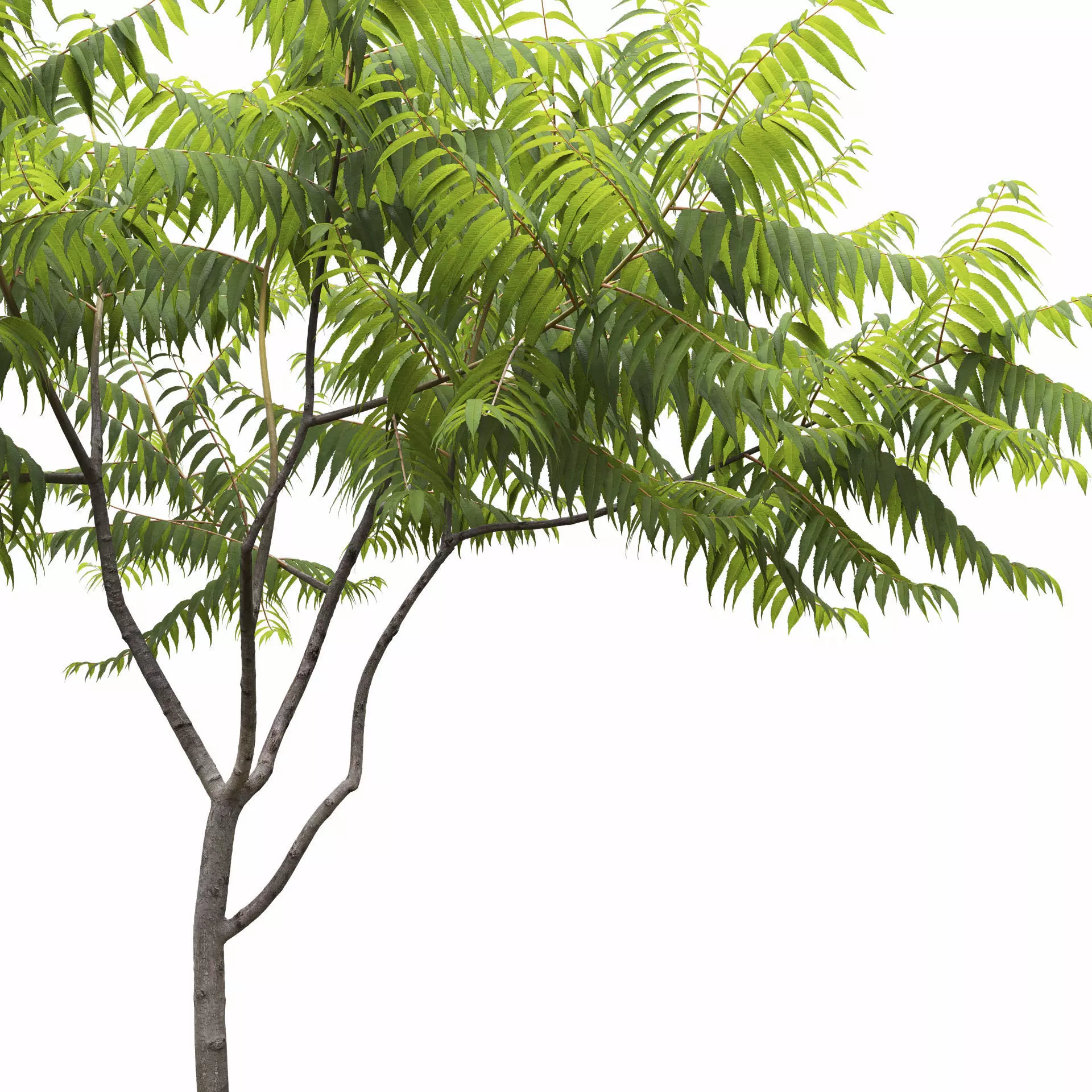 Rhus Typhina 02 3D model_2