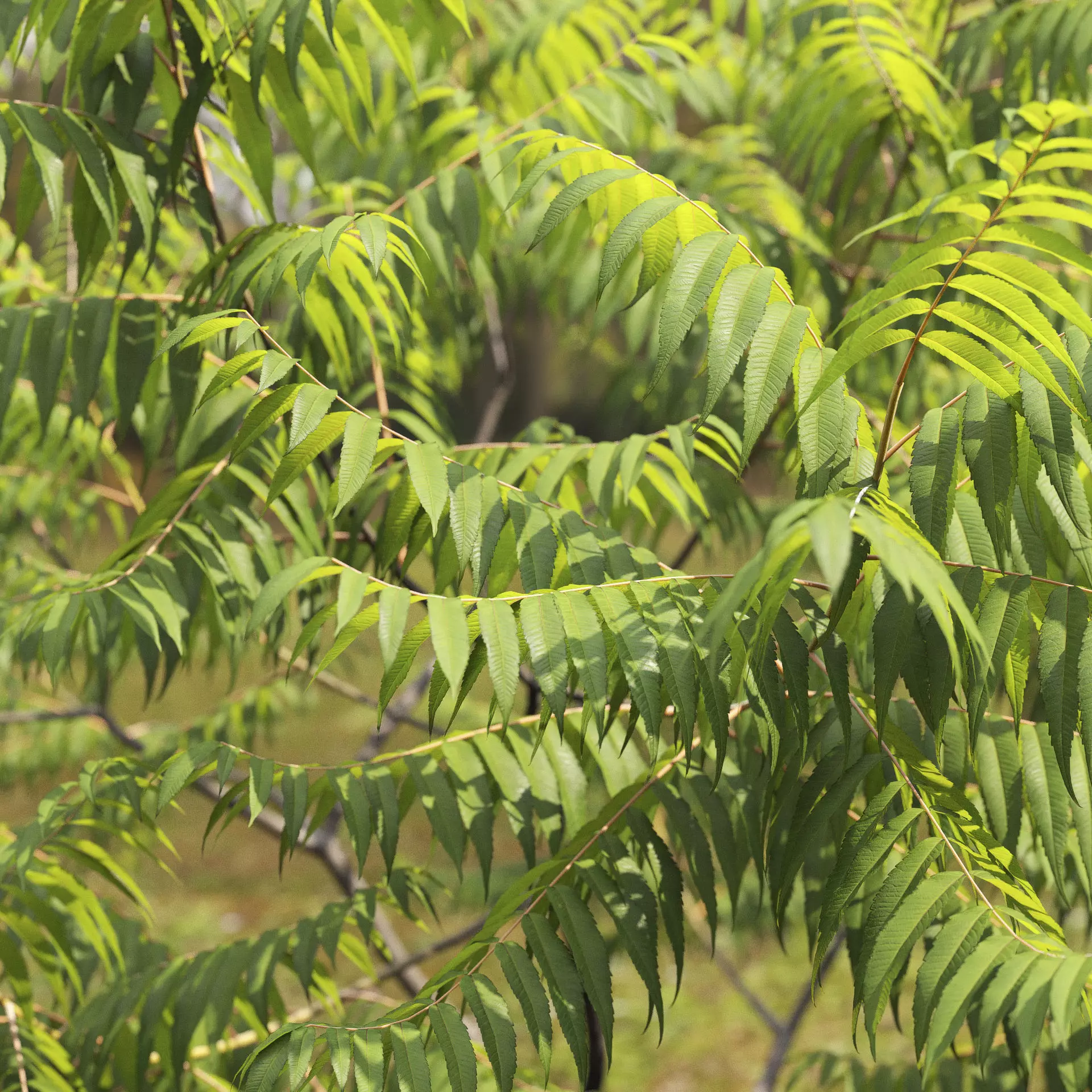 Rhus Typhina 02 3D model_10