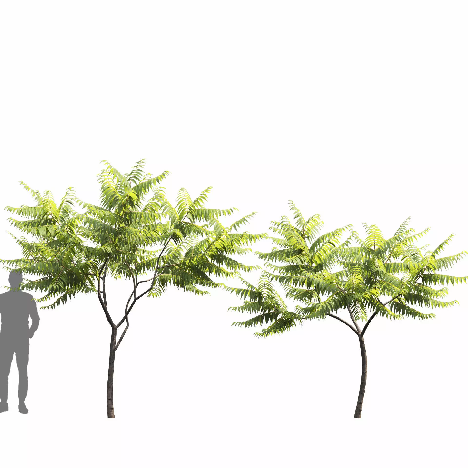 Rhus Typhina 02 3D model_7