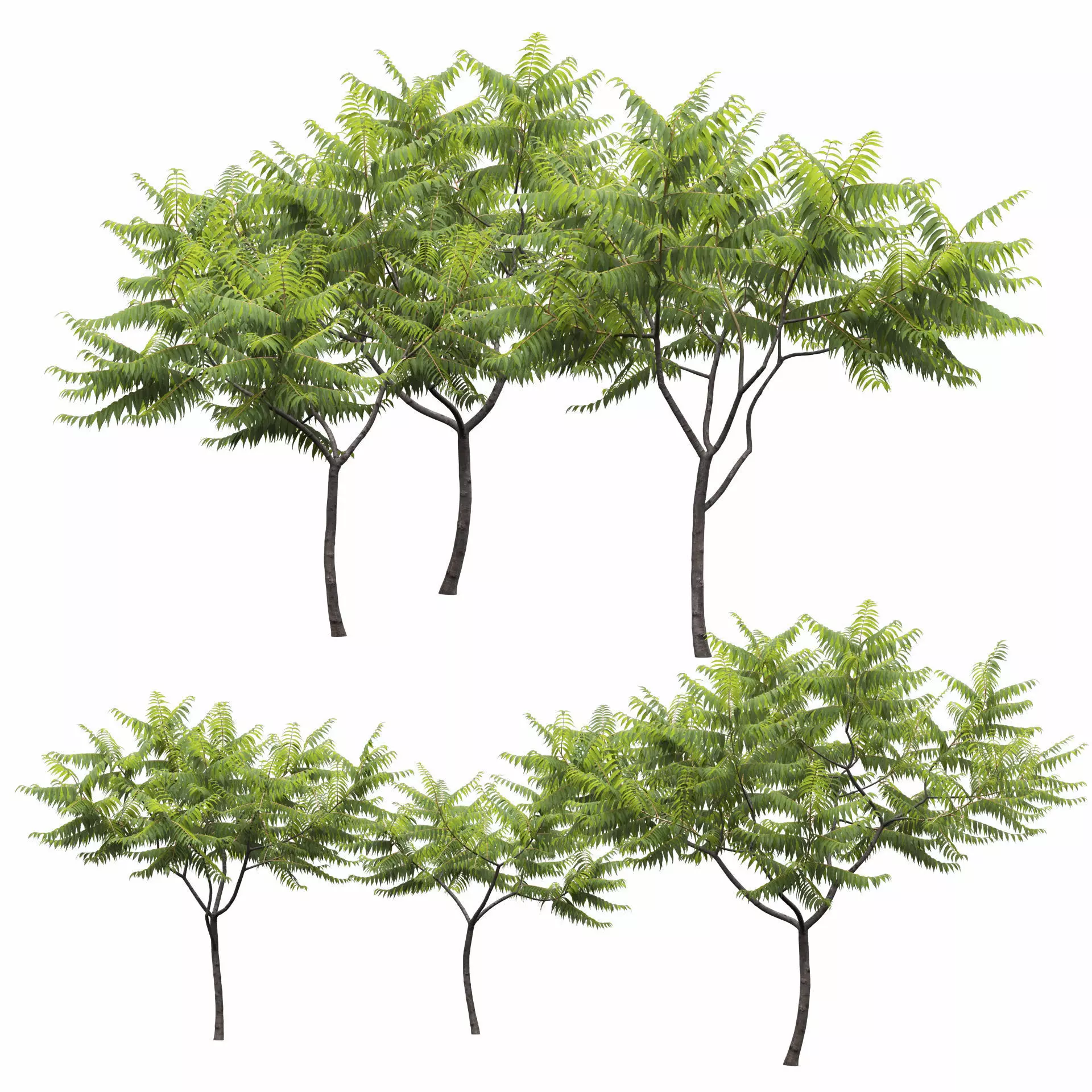 Rhus Typhina 02 3D model_8