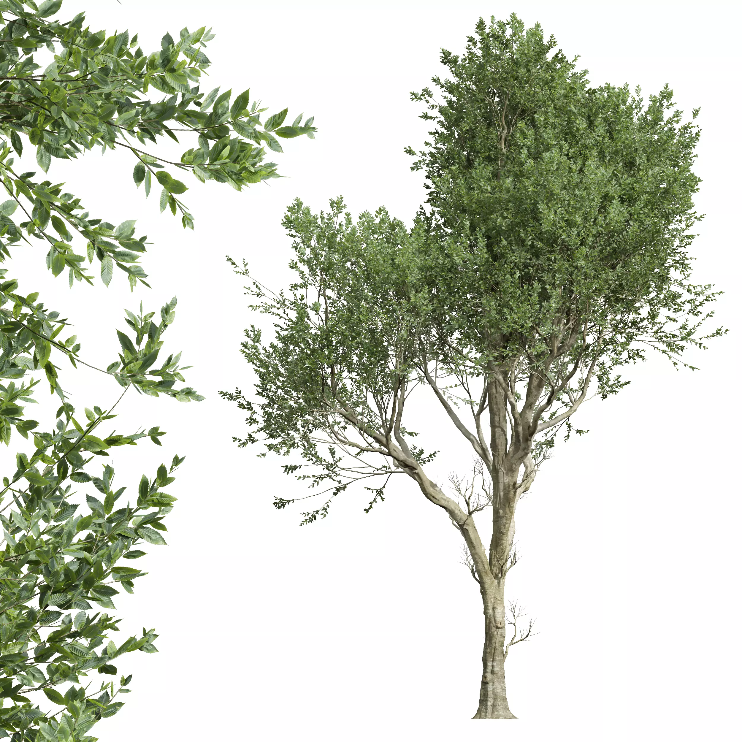 AV Fagus Grandifolia and Angel Oak Live Tree 3D model_3