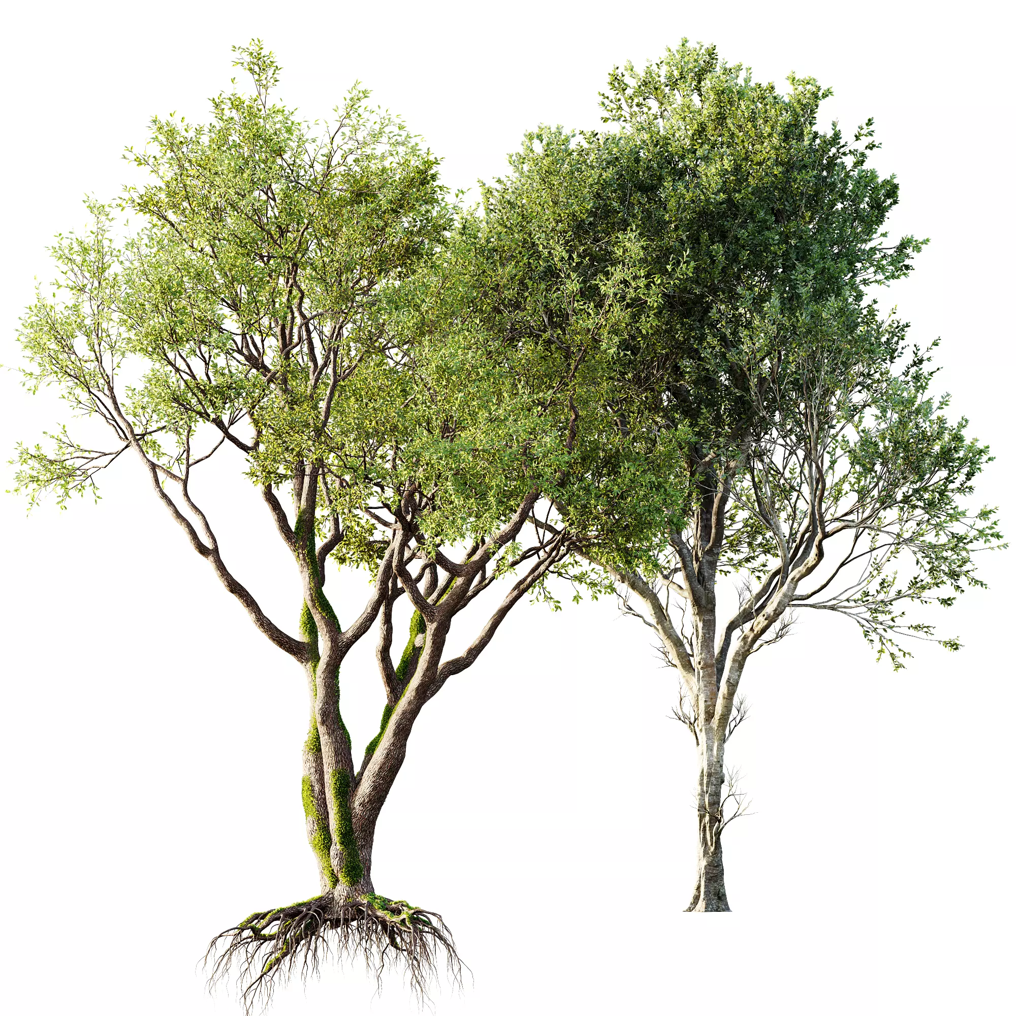 AV Fagus Grandifolia and Angel Oak Live Tree 3D model_9