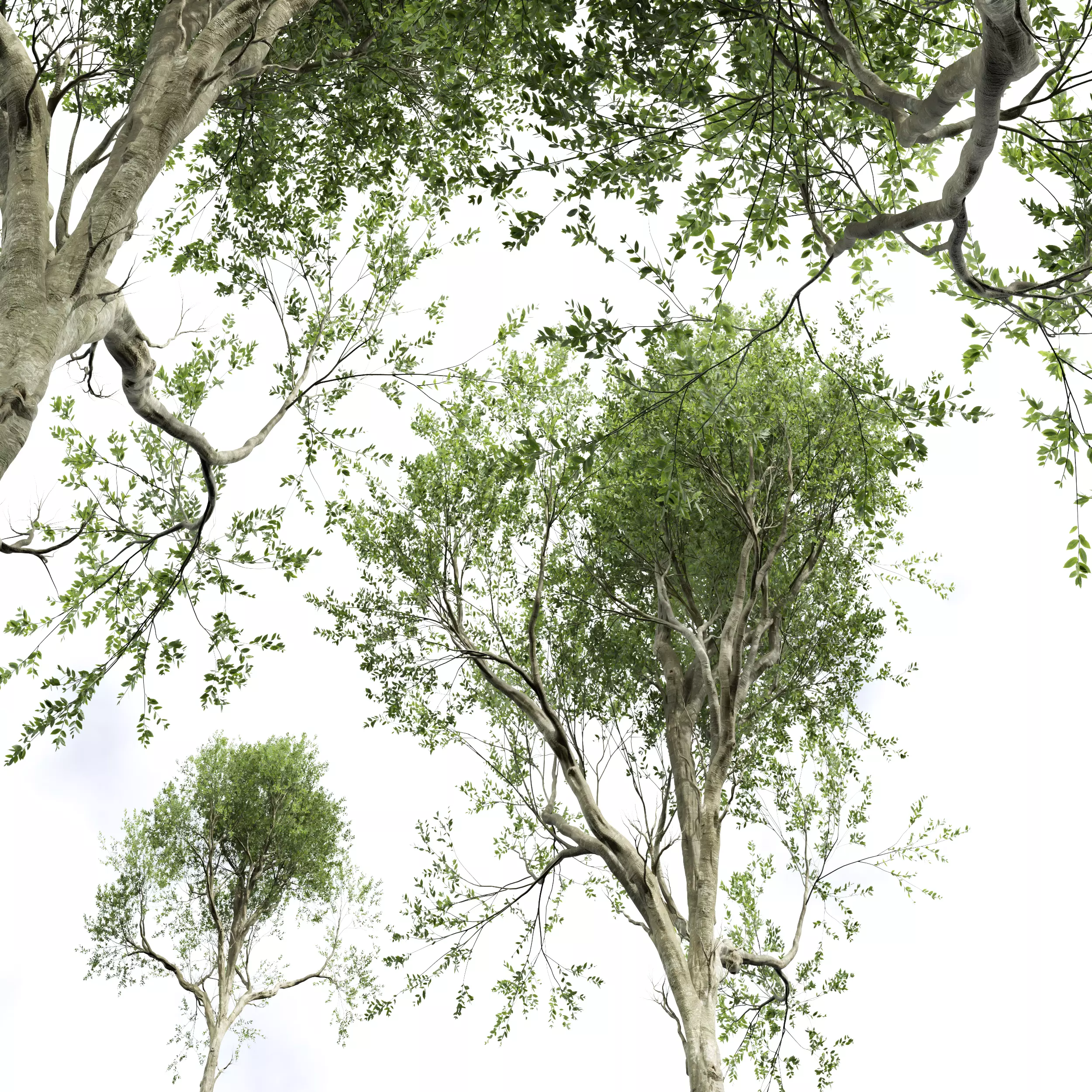 AV Fagus Grandifolia and Angel Oak Live Tree 3D model_7