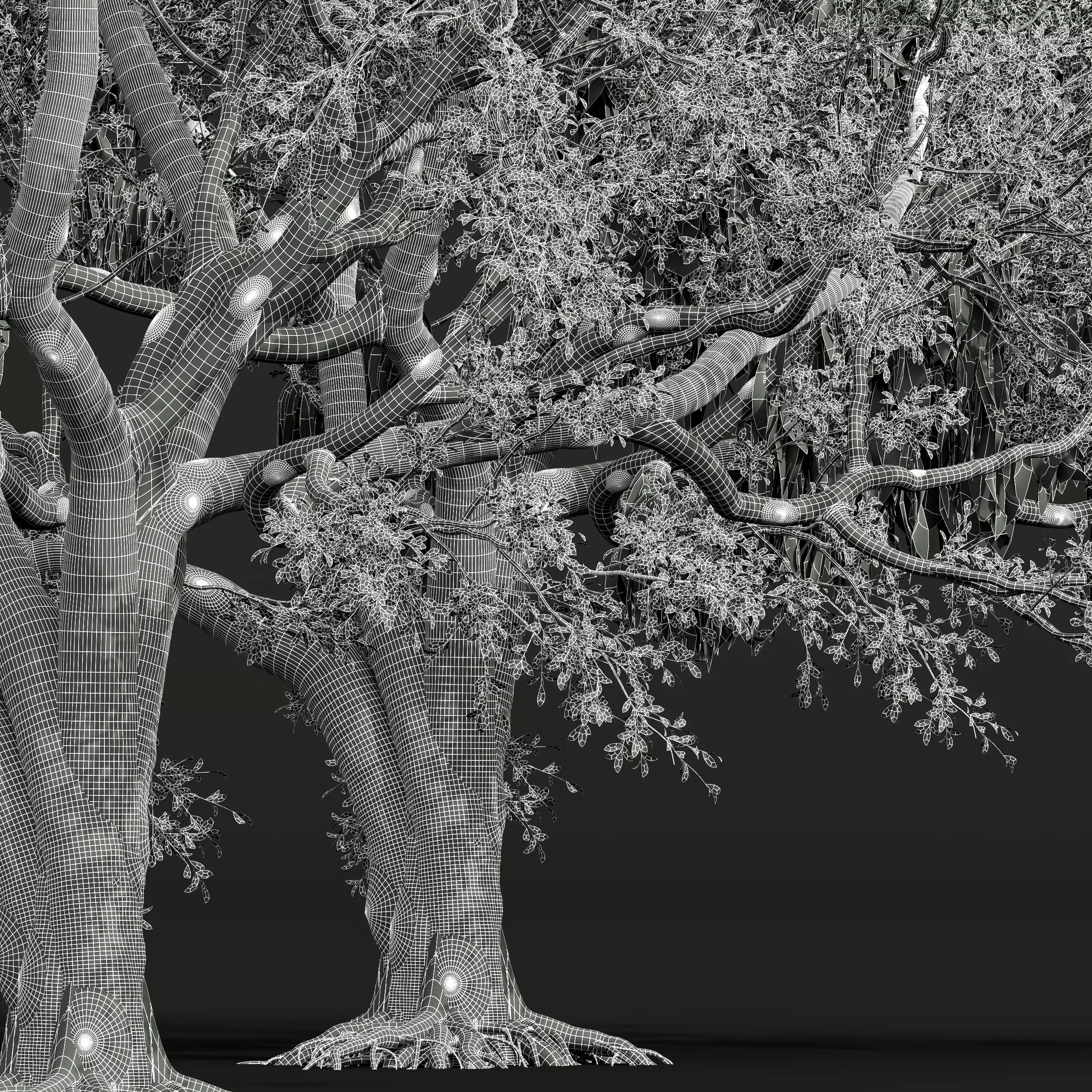 AV Fagus Grandifolia and Angel Oak Live Tree 3D model_11