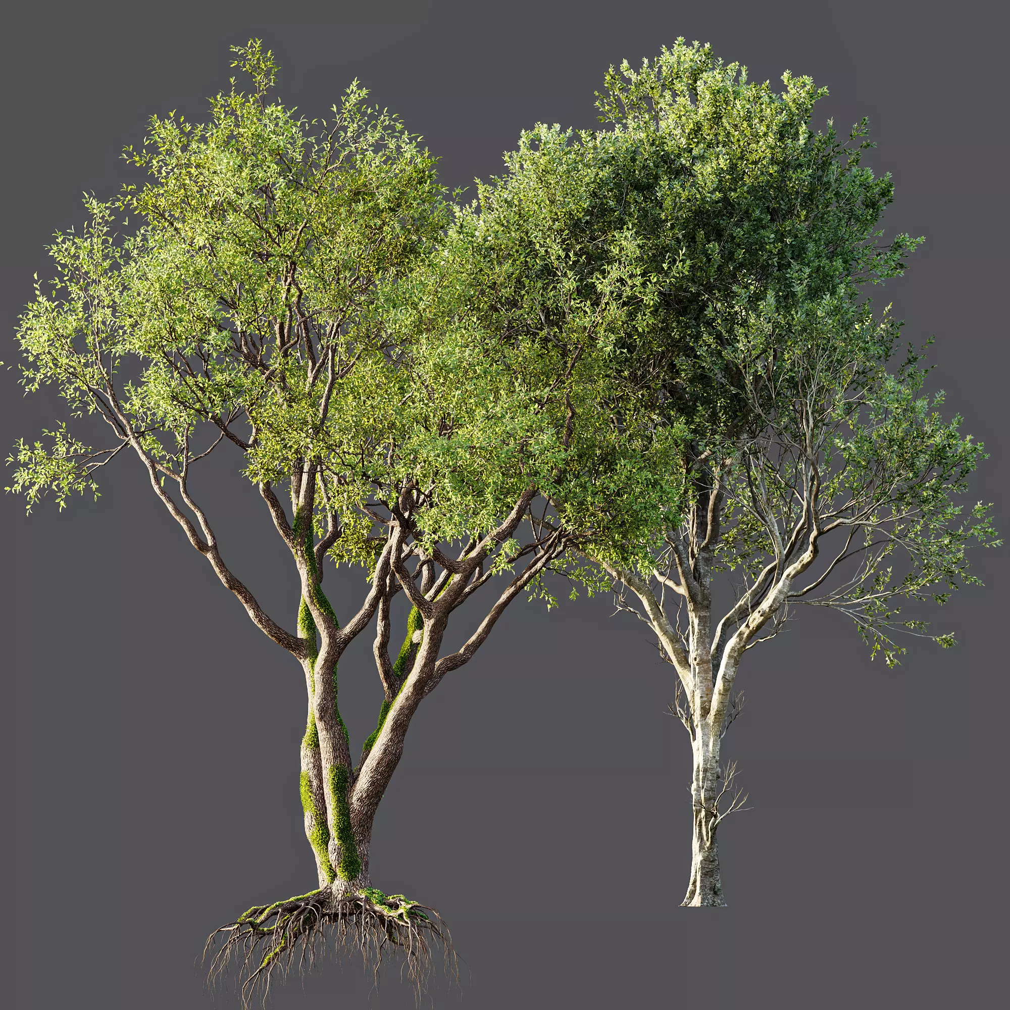 AV Fagus Grandifolia and Angel Oak Live Tree 3D model_8