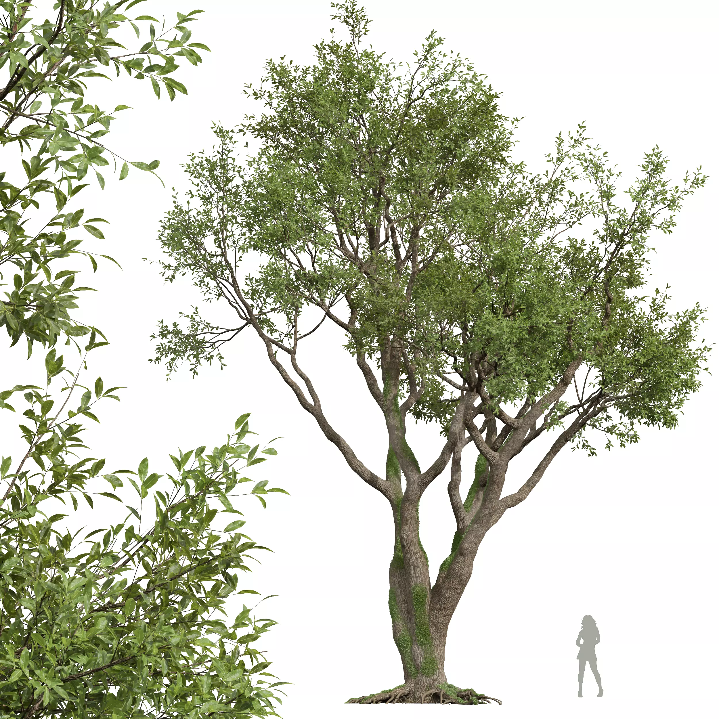AV Fagus Grandifolia and Angel Oak Live Tree 3D model_4