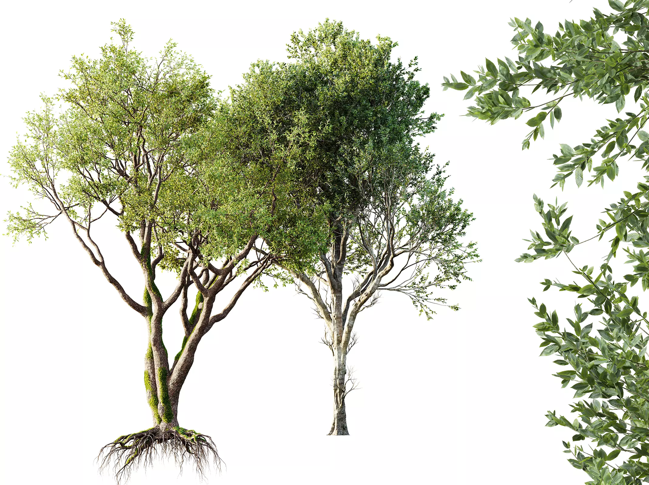 AV Fagus Grandifolia and Angel Oak Live Tree 3D model_0