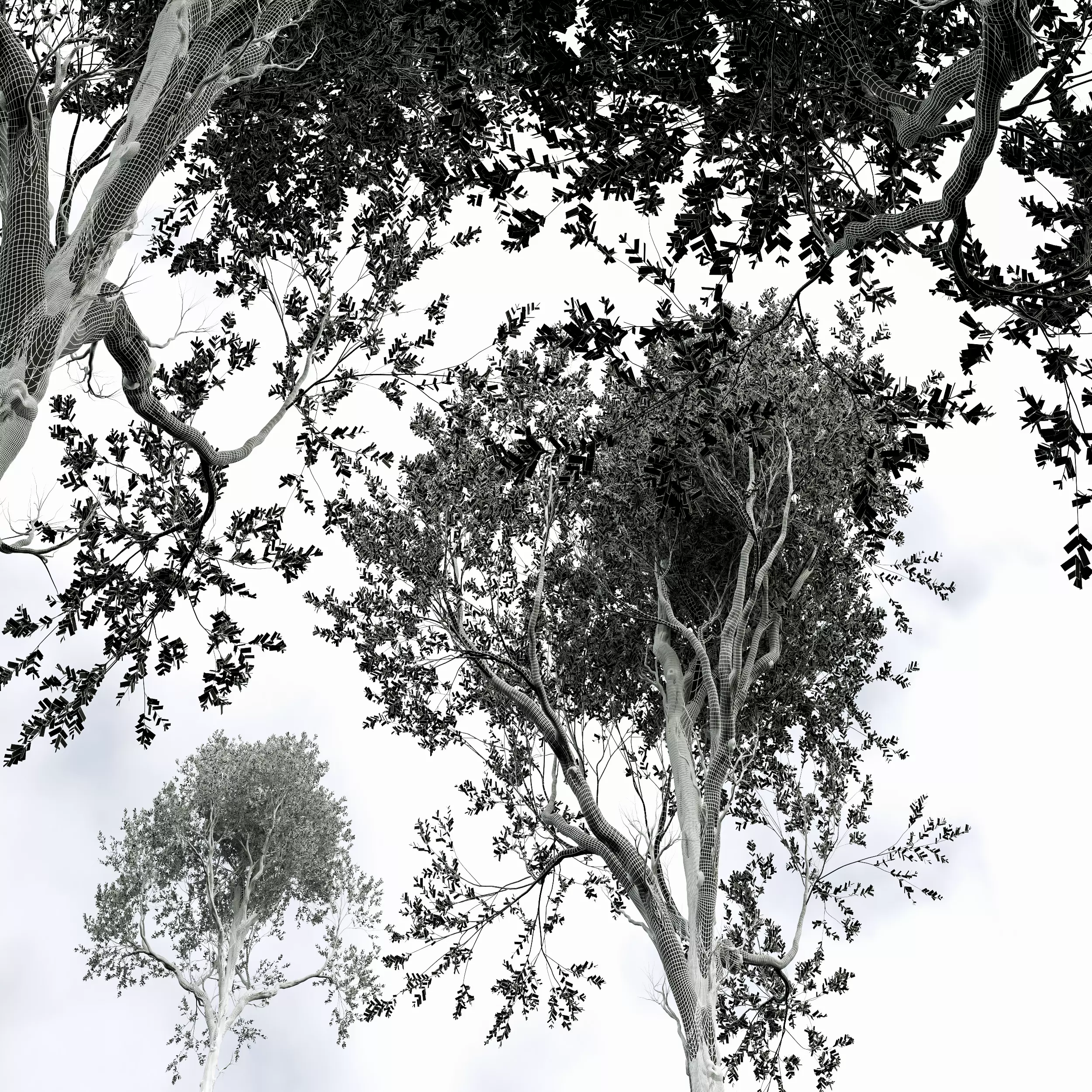 AV Fagus Grandifolia and Angel Oak Live Tree 3D model_10