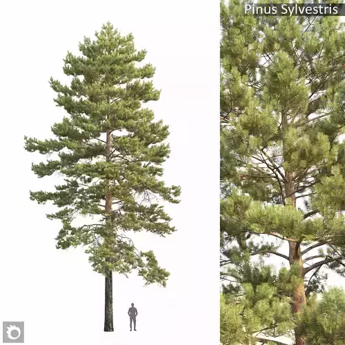 Pinus Sylvestris 34