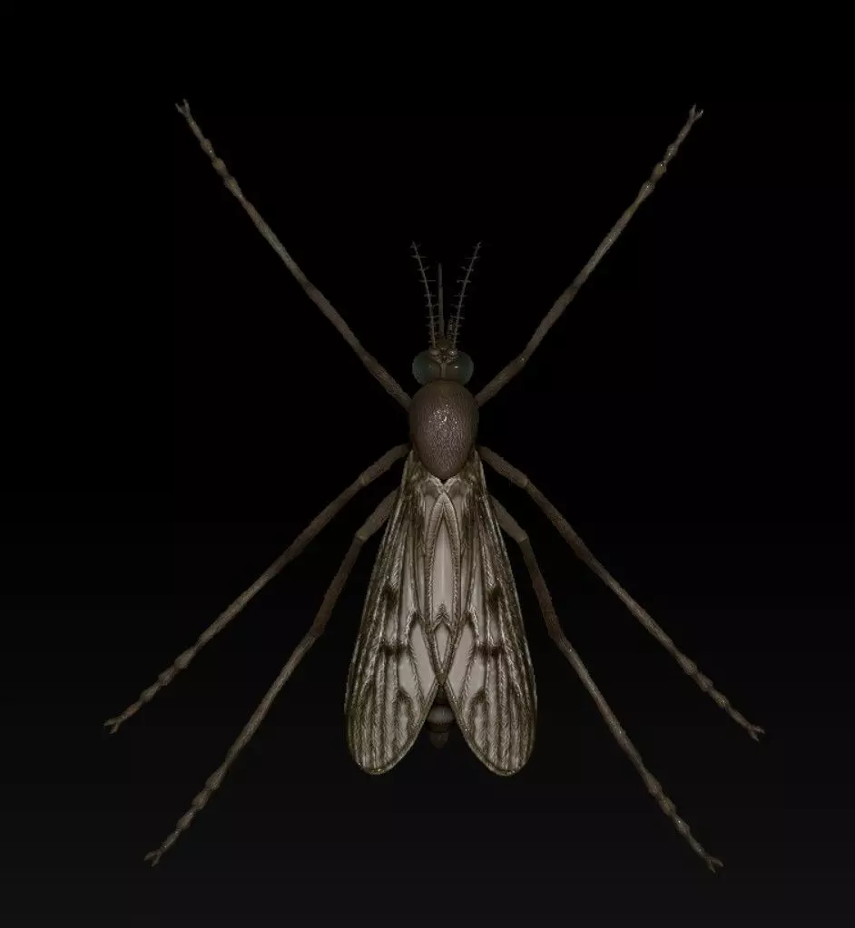 Mosquito 3D print model_5