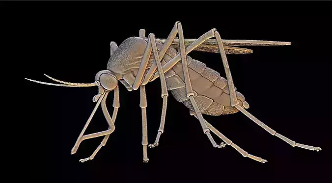 Mosquito Culex pipiens