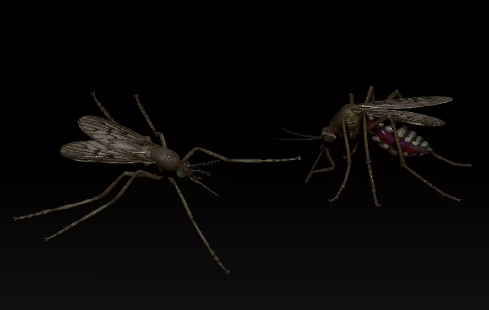 Mosquito 3D print model_2