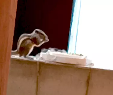 Ant Proof Outdoor Bird Squirrel Feeder aerodynamic 8models 3D print model_2