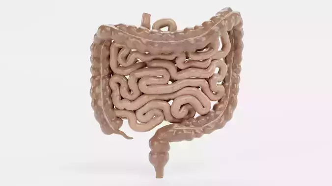 Intestines - Small and Large - Realistic Human Anatomy