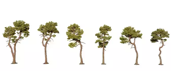 pine tree pack