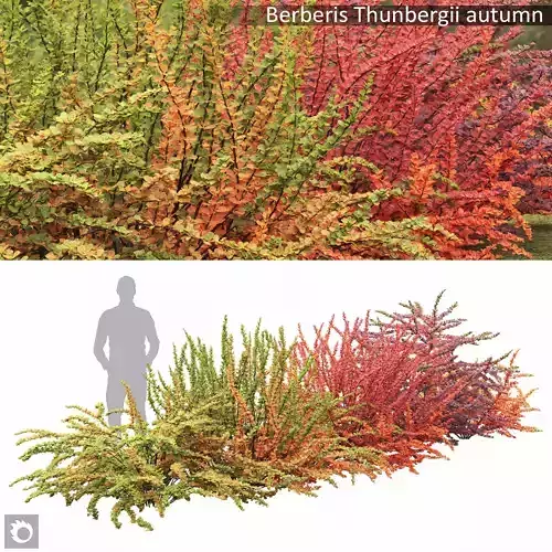 Berberis Thunbergii autumn 03