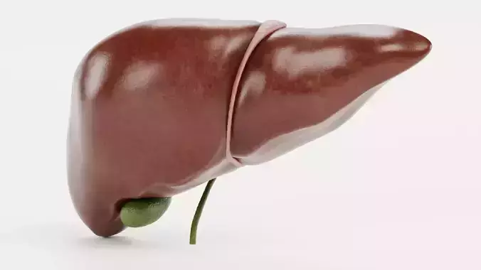 Liver with Gallbladder - Human Anatomy