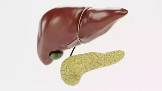 Liver with Gallbladder and Pancreas - Realistic Human Anatomy