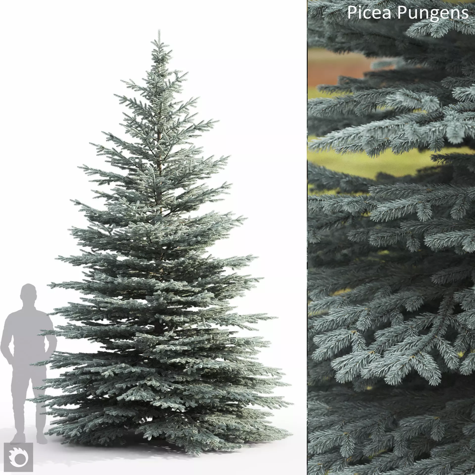 Picea Pungens 08 3D model
