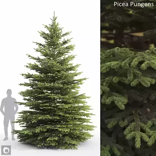 Picea Pungens 09