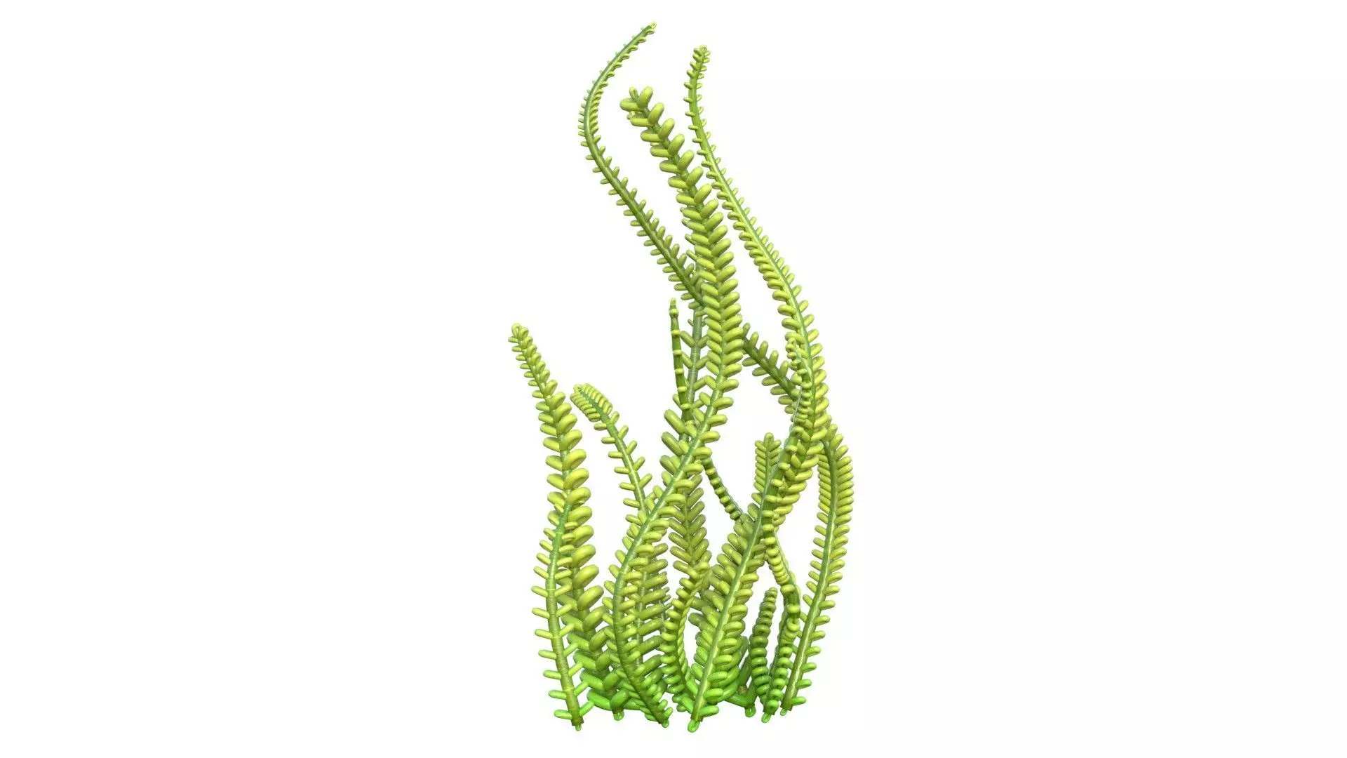 Seaweed 9 Low-poly 3D model